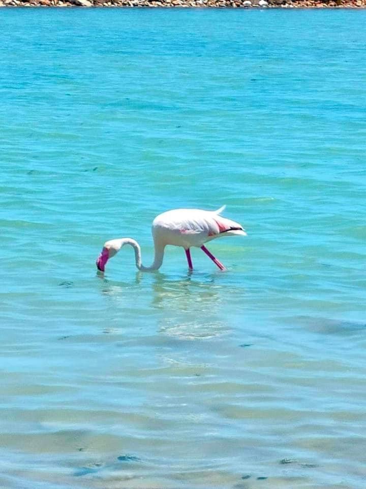 Spanish Sun - 500 M From The Beach Arenales del Sol Εξωτερικό φωτογραφία